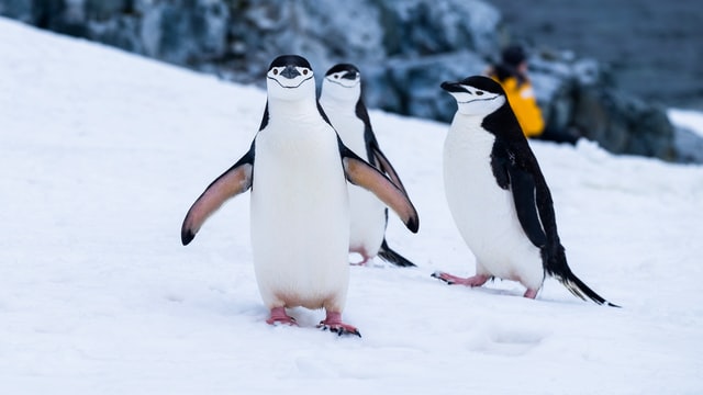 antarktis pinguine